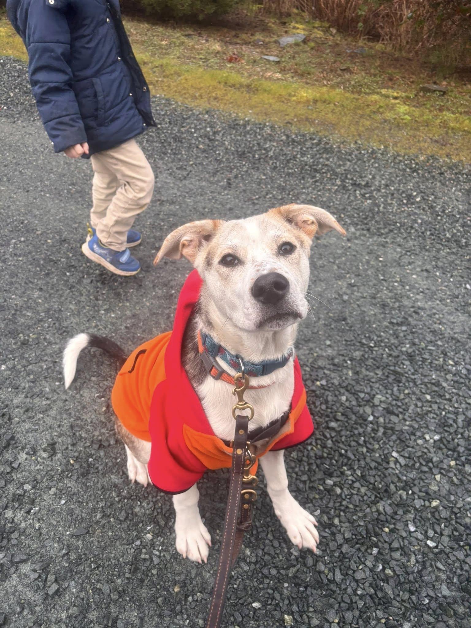 Enlarge ADOPTION PENDING Beni Bunny, an adopted Mixed Breed in Lake Cowichan, BC image 2/6