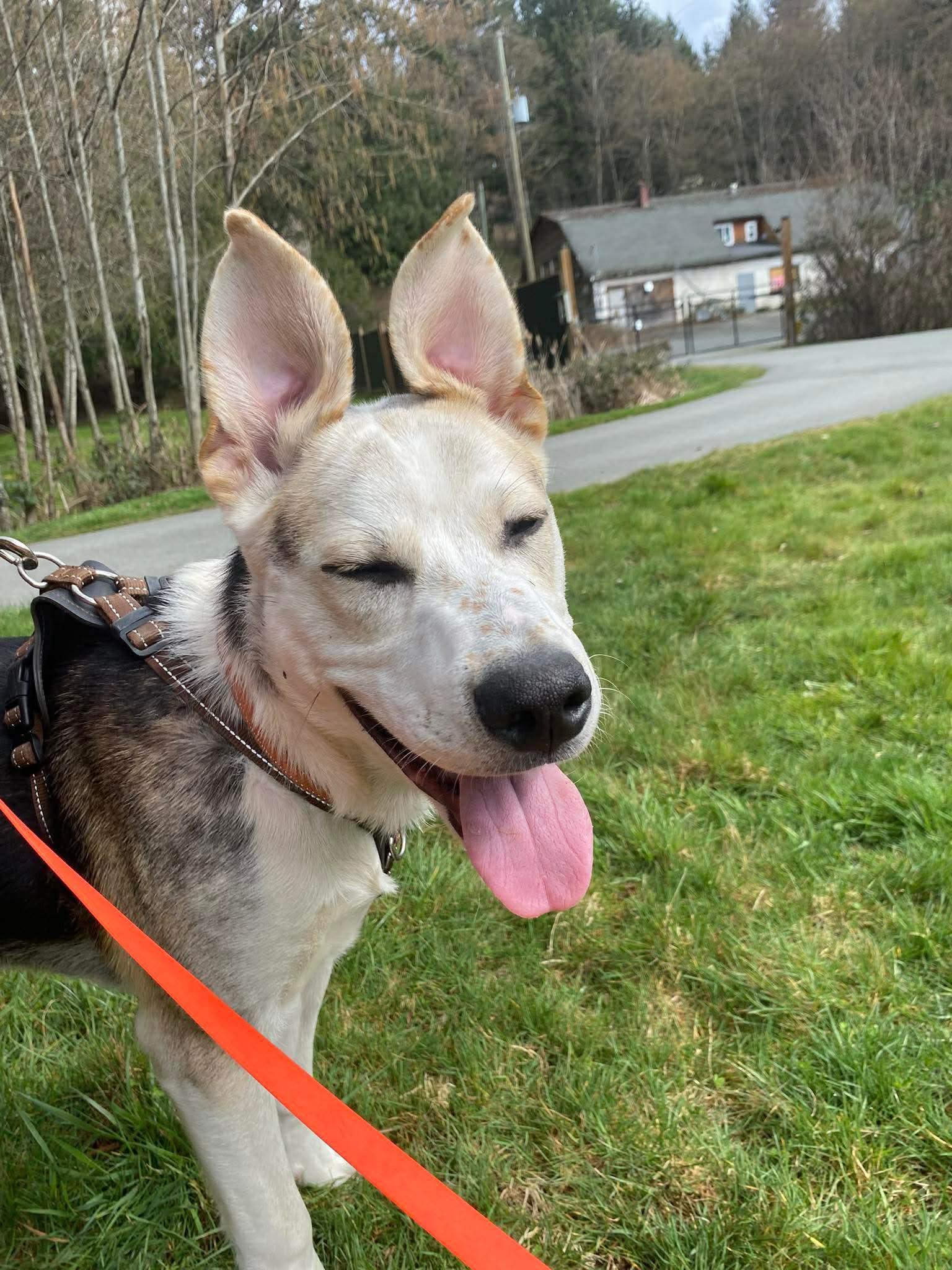 Enlarge ADOPTION PENDING Beni Bunny, an adopted Mixed Breed in Lake Cowichan, BC image 1/6
