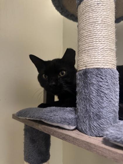 Zippy, Adoptable, Adult Female Domestic Short Hair & Domestic Short Hair.