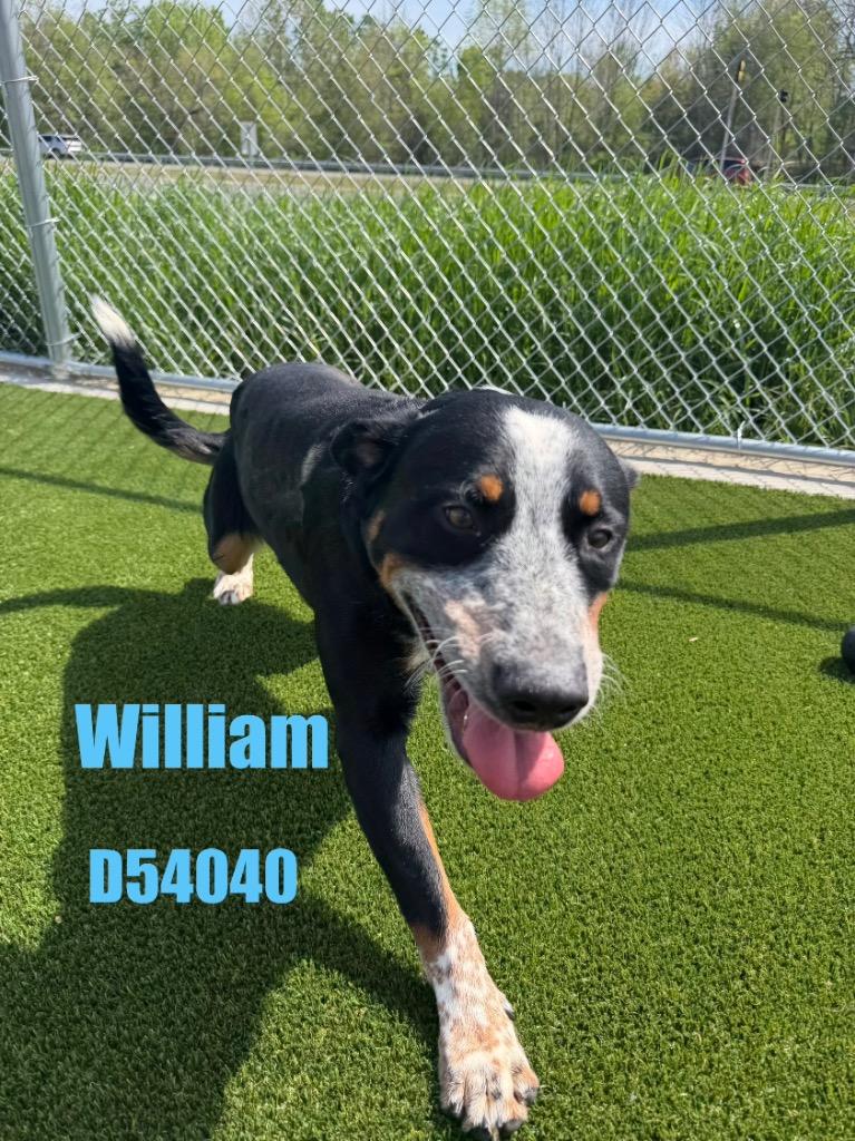 William, Adoptable, Puppy Male Mixed Breed.