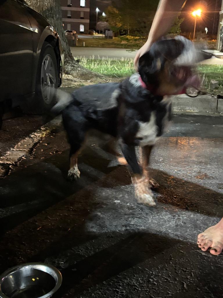 Enlarge William, a Adoptable Mixed Breed in Clarksville, TN image 2/2