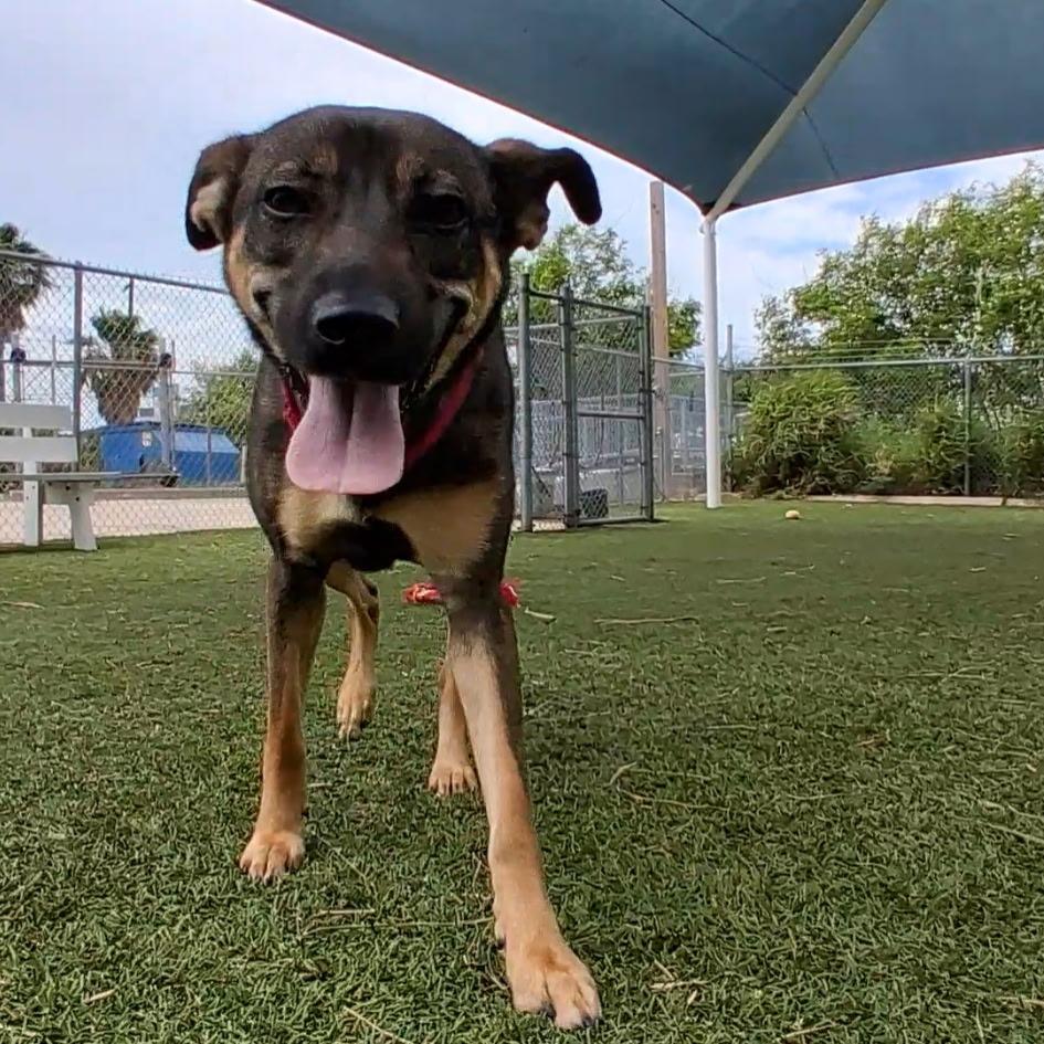 kokette, Adoptable, Adult Female Shepherd & Mixed Breed.