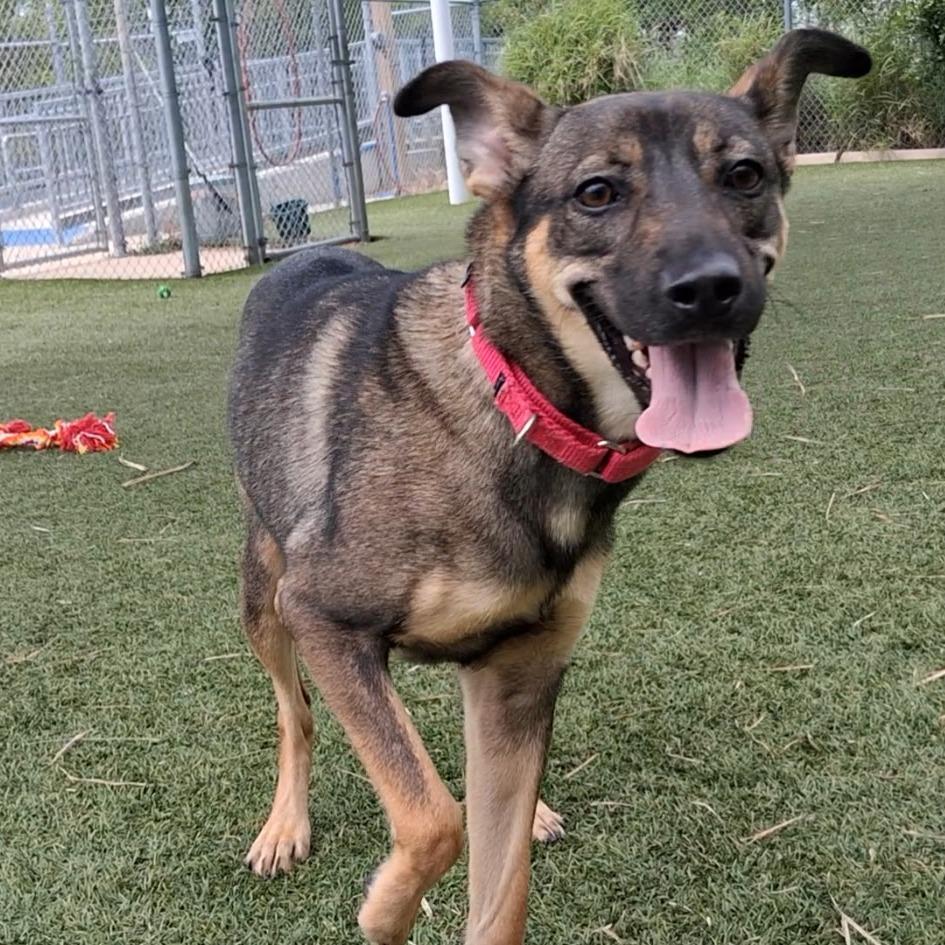 Enlarge kokette, a Adoptable mixed breed in Galveston, TX image 2/6