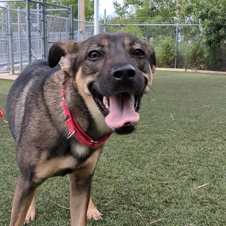 Enlarge kokette, a Adoptable mixed breed in Galveston, TX image 3/6