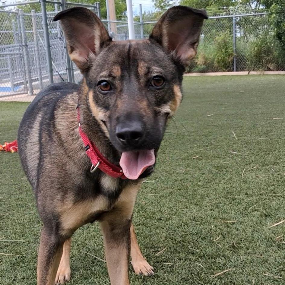 Enlarge kokette, a Adoptable mixed breed in Galveston, TX image 4/6