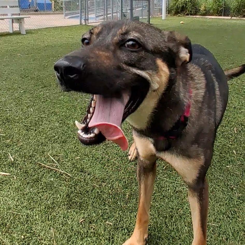 Enlarge kokette, a Adoptable mixed breed in Galveston, TX image 5/6