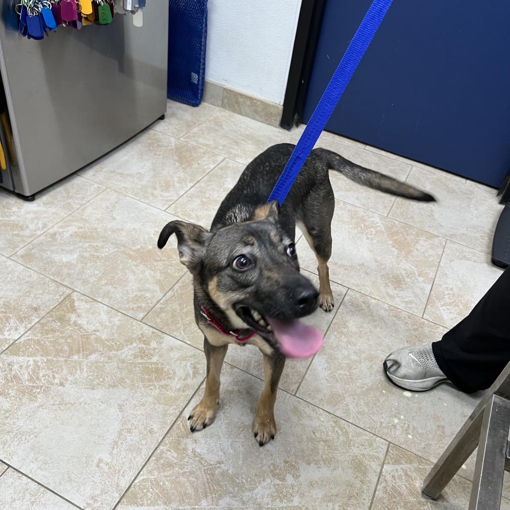 Enlarge kokette, a Adoptable mixed breed in Galveston, TX image 6/6