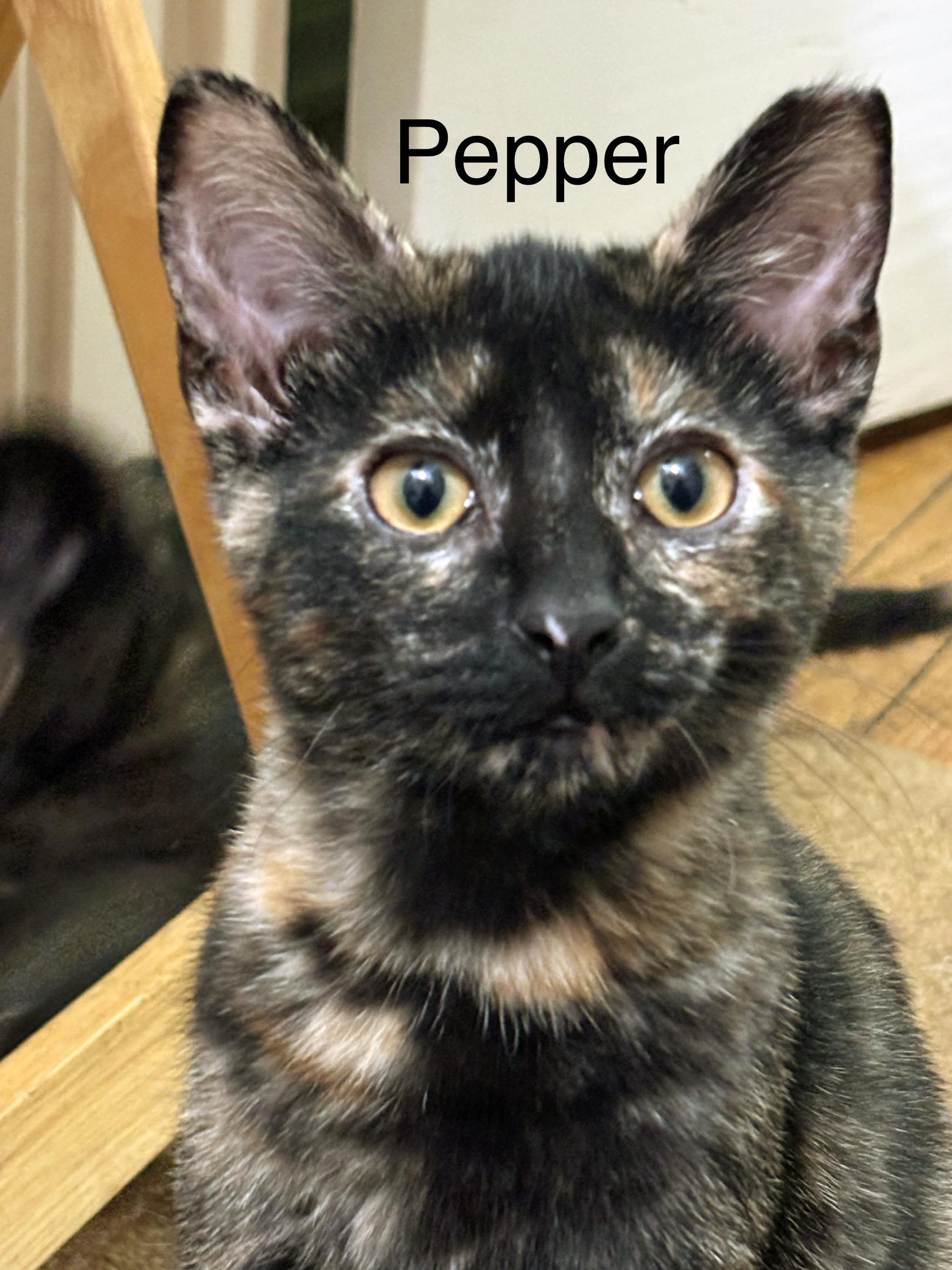 Enlarge Pepper, a ADOPTABLE Tortoiseshell in Cleveland, OH image 1/4