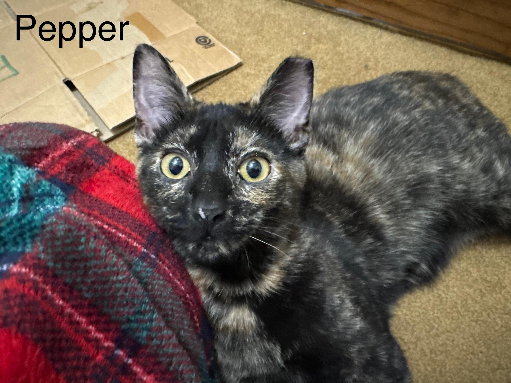 Enlarge Pepper, a ADOPTABLE Tortoiseshell in Cleveland, OH image 2/4