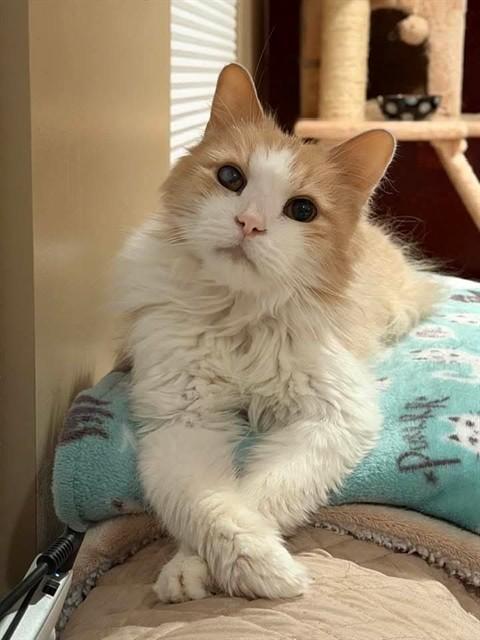 Enlarge BUTTERS, a Adoptable Domestic Medium Hair in Saint Peters, MO image 1/3