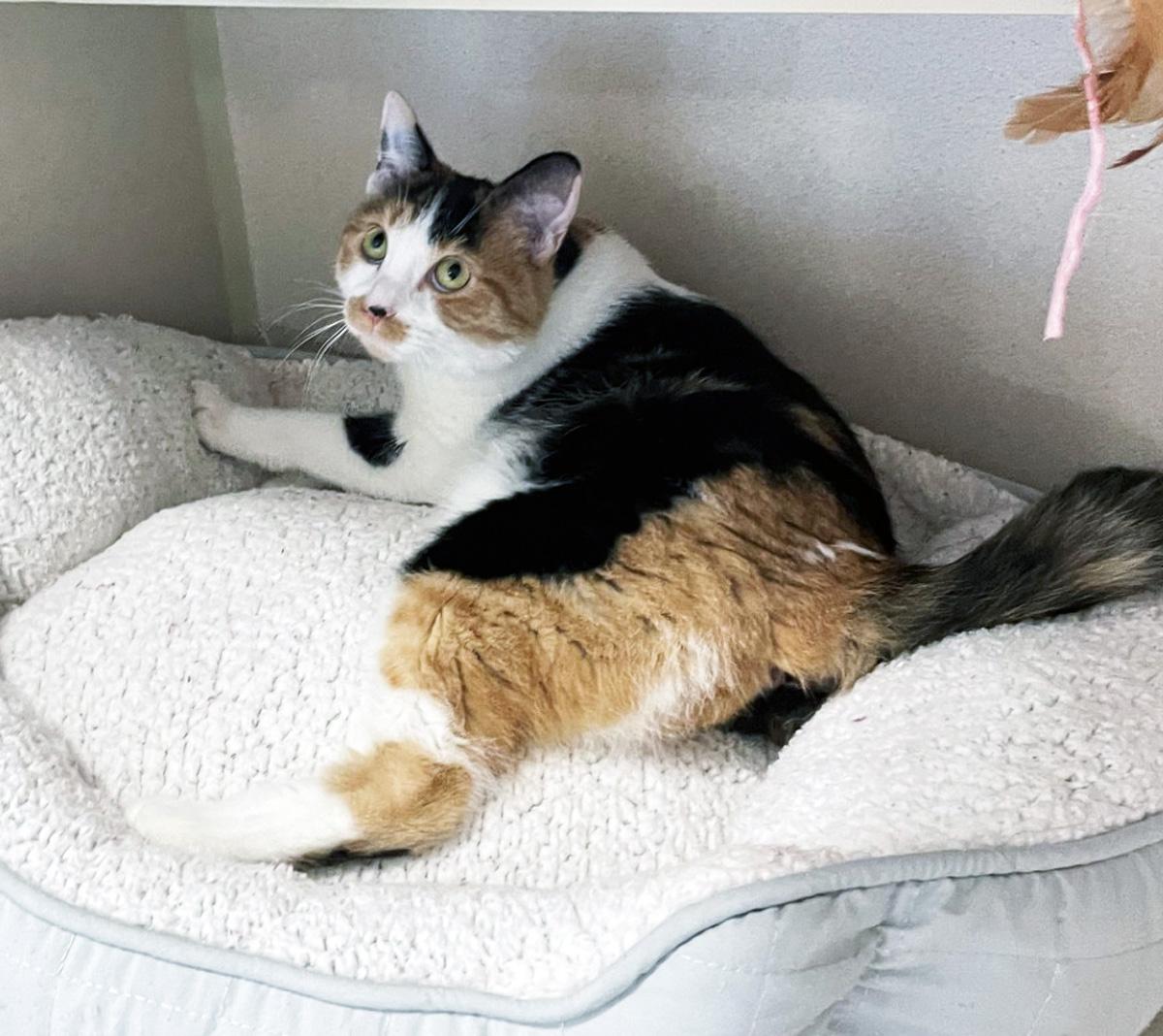 CALLIE