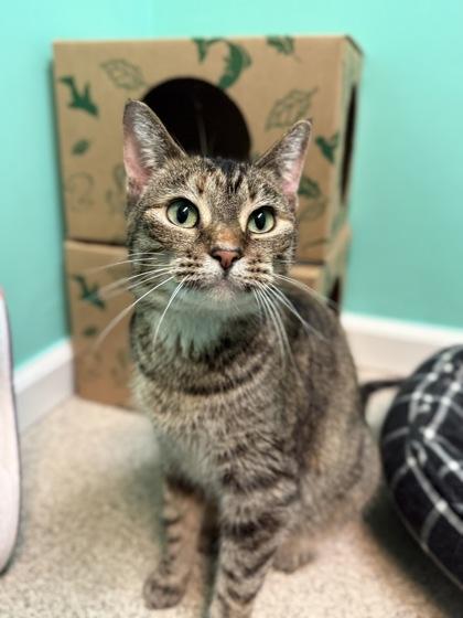 Eve, Adoptable, Adult Female Domestic Short Hair & Domestic Short Hair.