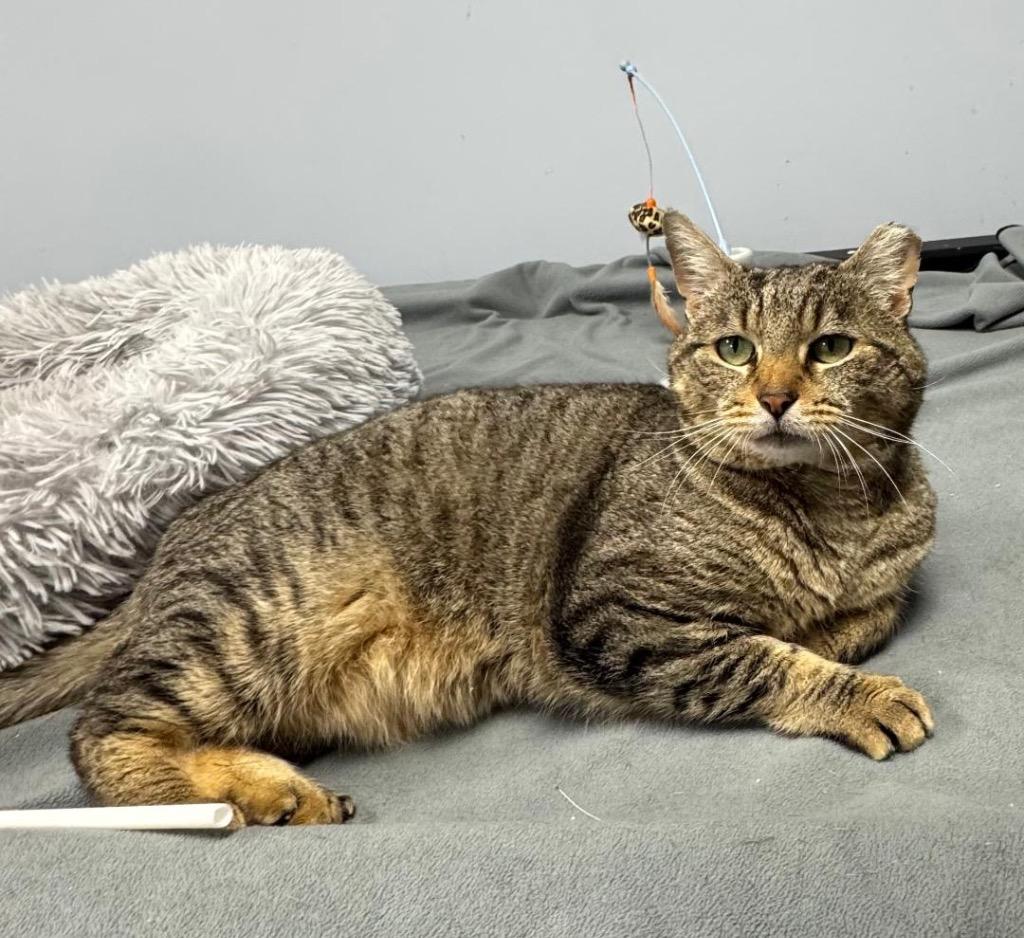 Jerry Travis, Adoptable, Young Male Domestic Short Hair.