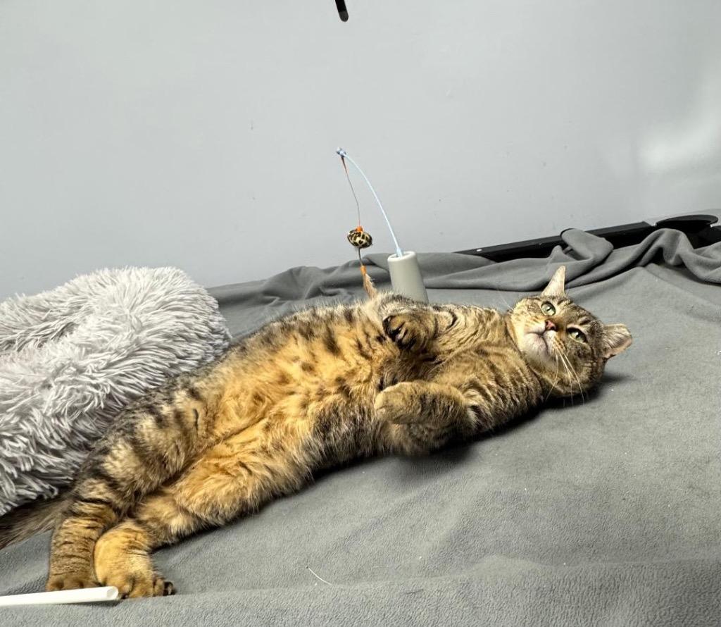 Enlarge Jerry Travis, a Adoptable mixed breed in New York, NY image 2/6