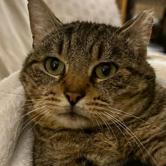 Enlarge Jerry Travis, a Adoptable mixed breed in New York, NY image 3/6