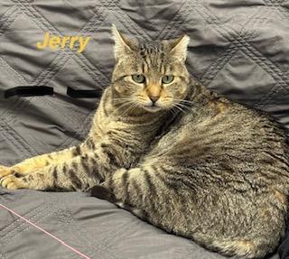 Enlarge Jerry Travis, a Adoptable mixed breed in New York, NY image 4/6