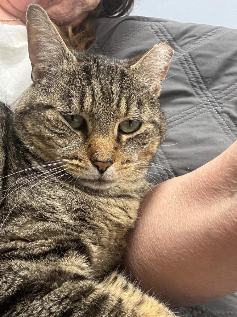 Enlarge Jerry Travis, a Adoptable mixed breed in New York, NY image 5/6