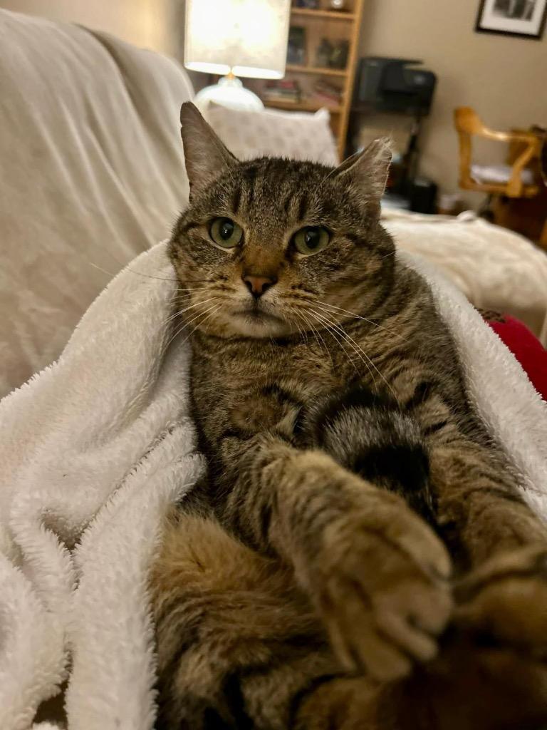 Enlarge Jerry Travis, a Adoptable mixed breed in New York, NY image 6/6