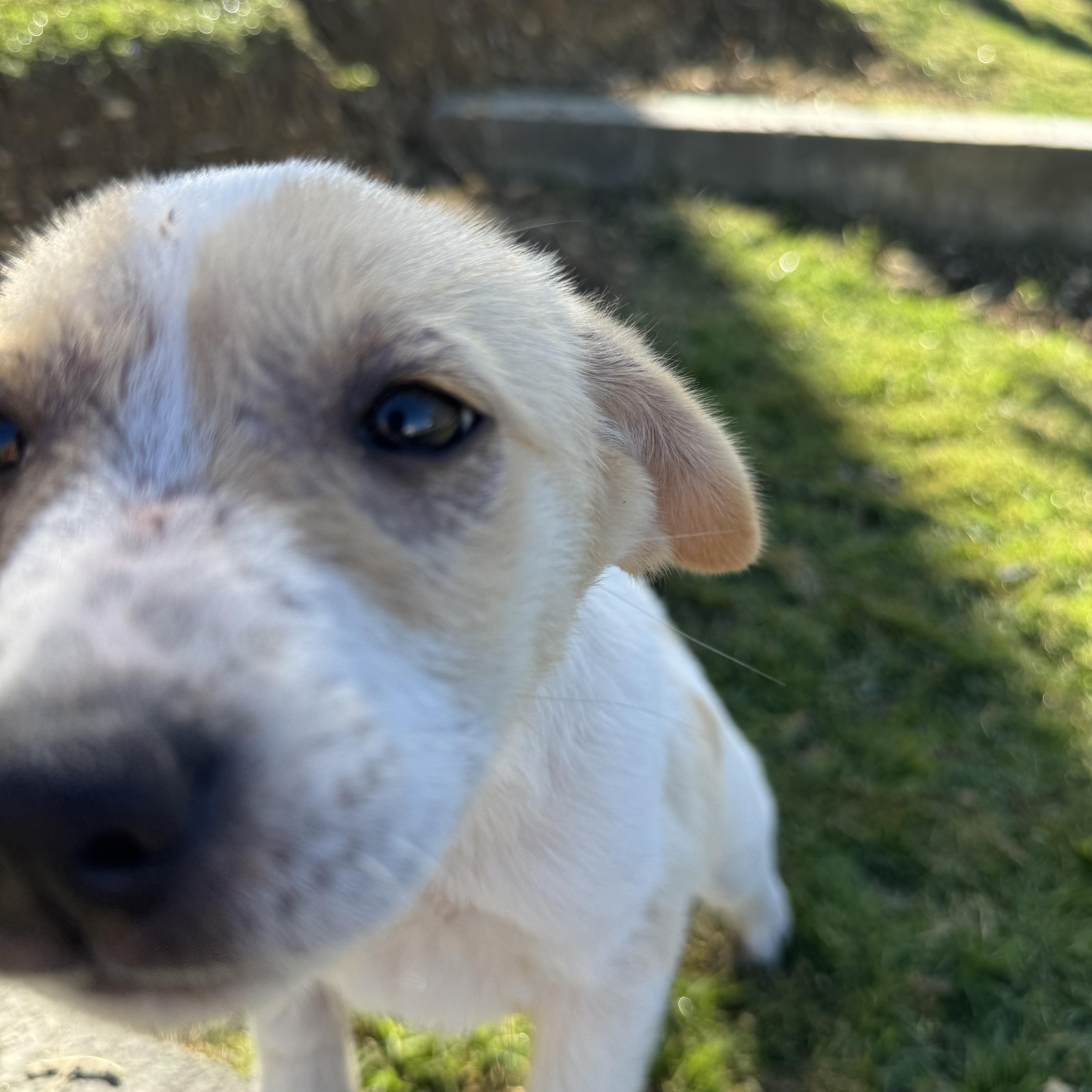 Enlarge Rumi - The Little Warrior, an adopted mixed breed in STANHOPE, NJ image 5/6