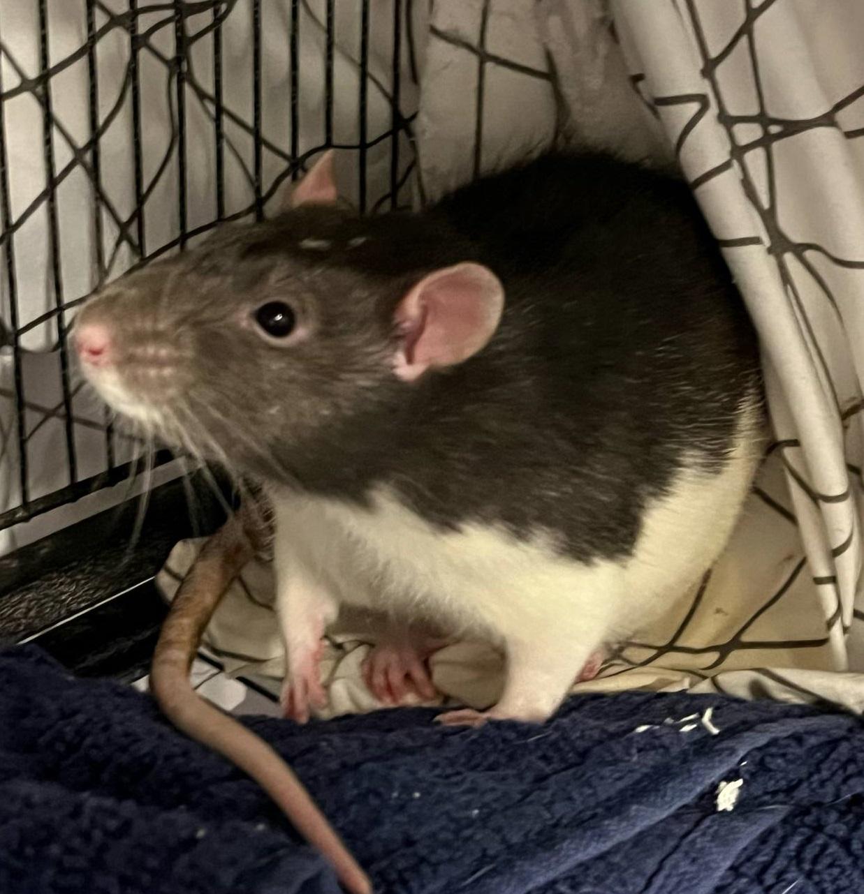 Baby, Adult Male Rat