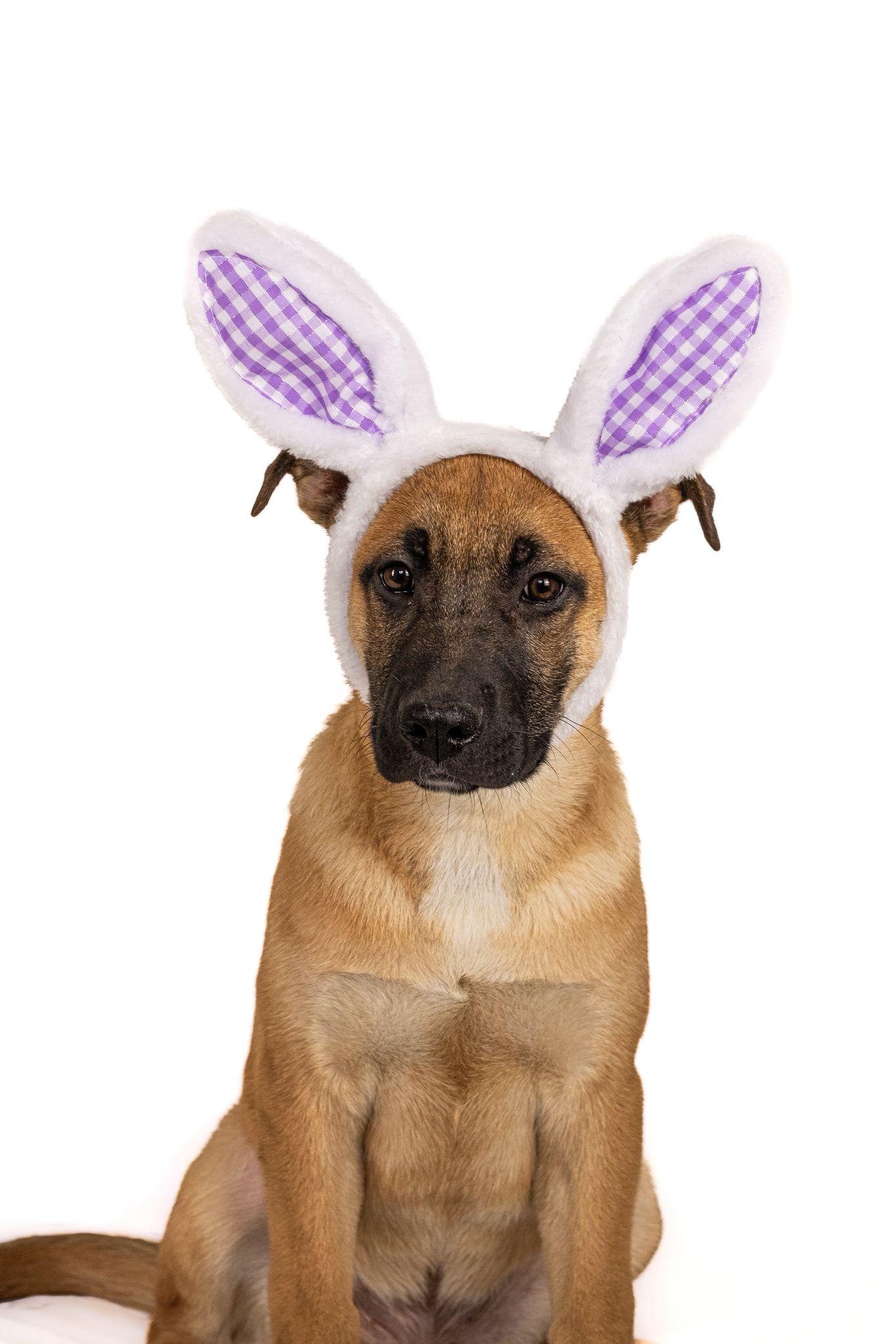 Oakley, Adoptable, Puppy Male American Bully.