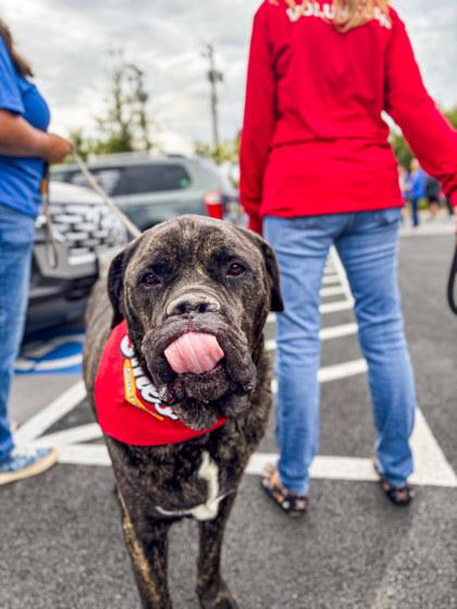 Thor, Adoptable, Adult Male Mastiff & Mixed Breed.