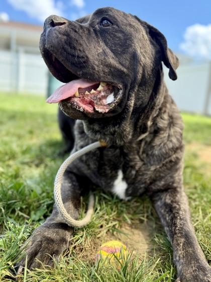 Thor, a Adoptable mixed breed in Fallston, MD image 2/3