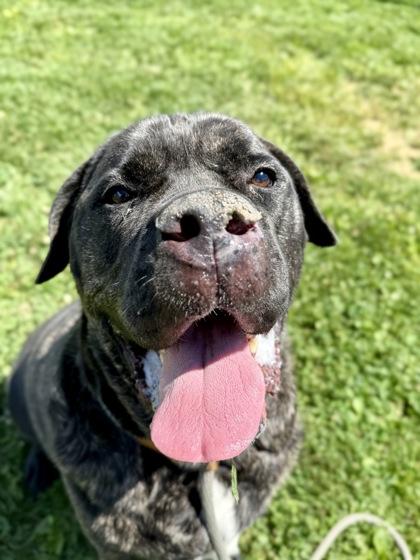 Thor, a Adoptable mixed breed in Fallston, MD image 3/3