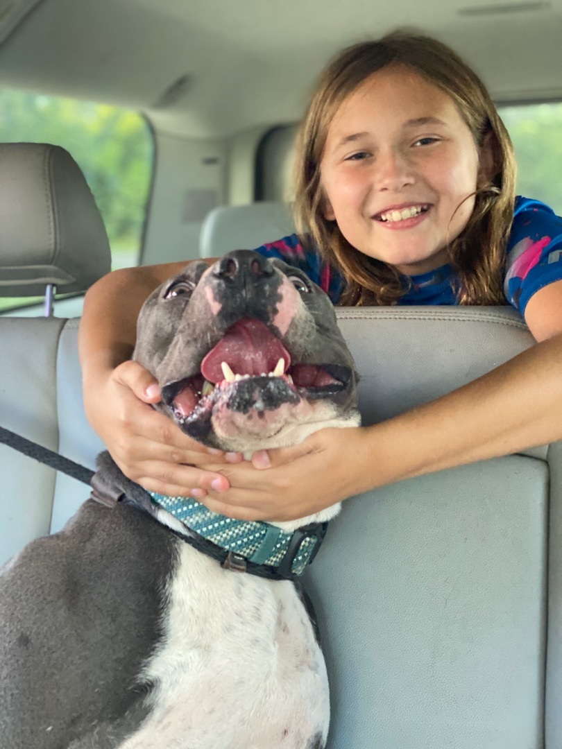 Diesel, a Adoptable American Staffordshire Terrier in Eagleville, TN image 1/6