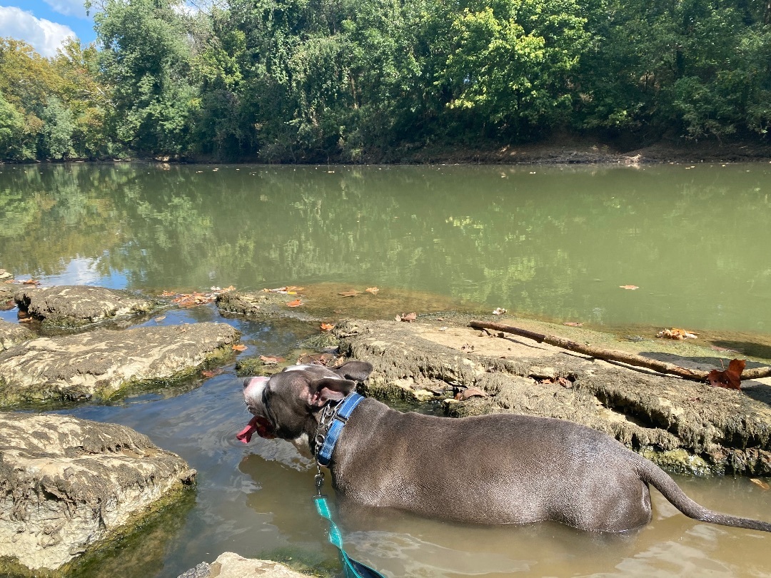 Diesel, a Adoptable American Staffordshire Terrier in Eagleville, TN image 2/6