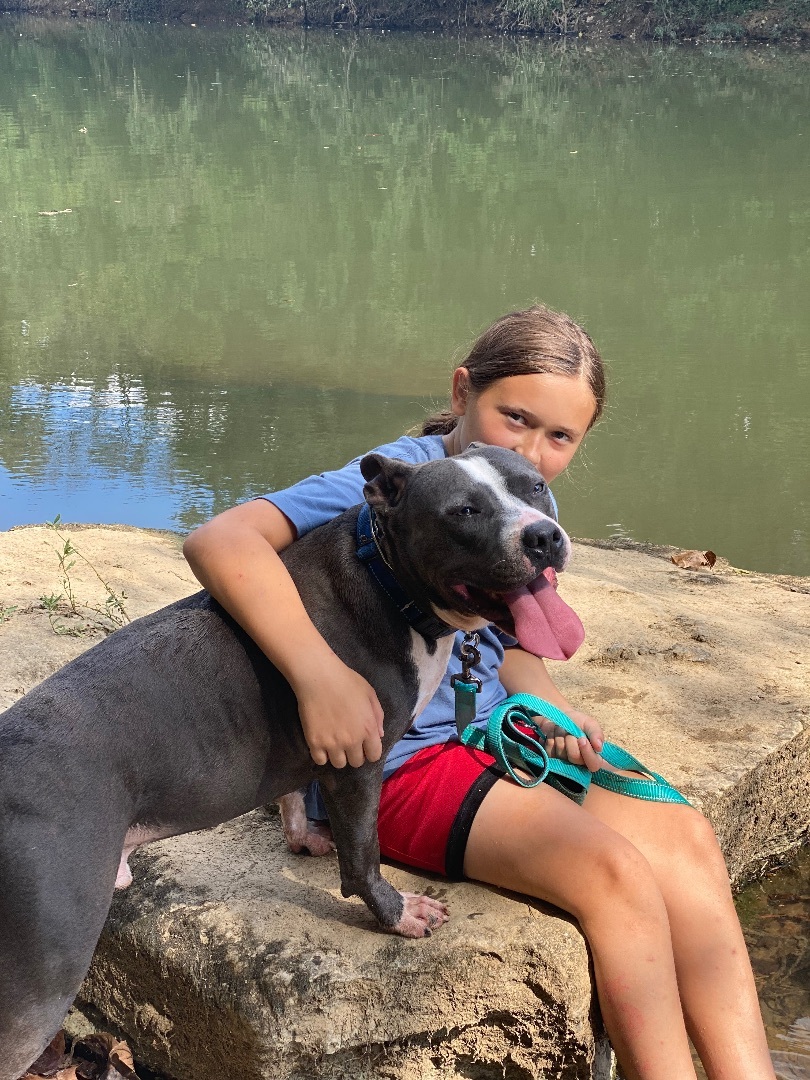 Diesel, a Adoptable American Staffordshire Terrier in Eagleville, TN image 3/6