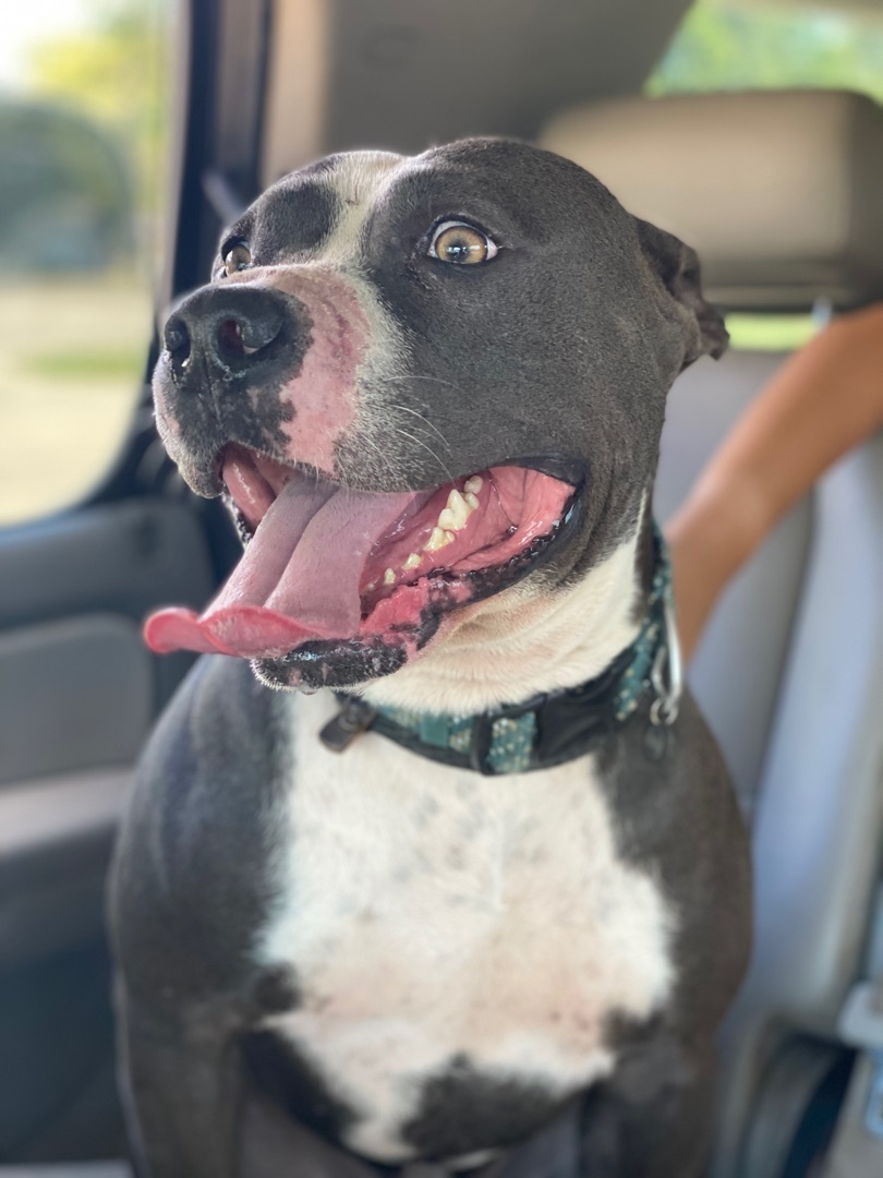 Diesel, a Adoptable American Staffordshire Terrier in Eagleville, TN image 4/6