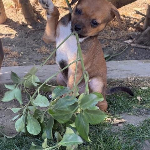 Enlarge BUZZ, a ADOPTABLE mixed breed in Bakersfield, CA image 2/4