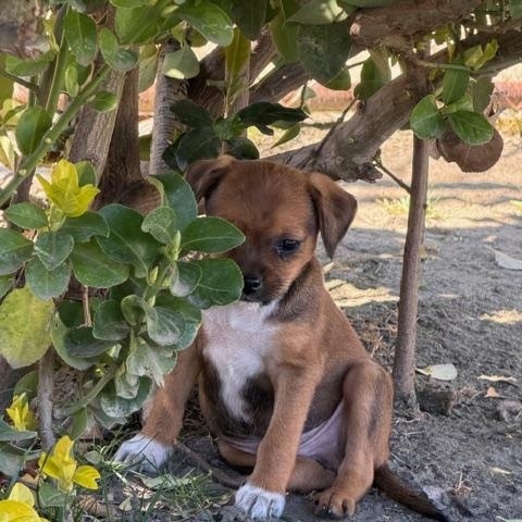 Enlarge BUZZ, a ADOPTABLE mixed breed in Bakersfield, CA image 1/4