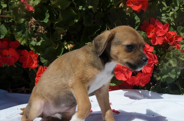 Enlarge BUZZ, a ADOPTABLE mixed breed in Bakersfield, CA image 3/4