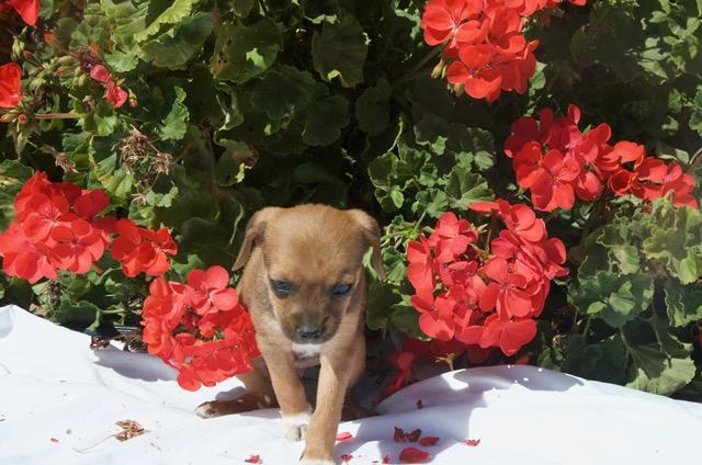 Enlarge BUZZ, a ADOPTABLE mixed breed in Bakersfield, CA image 4/4