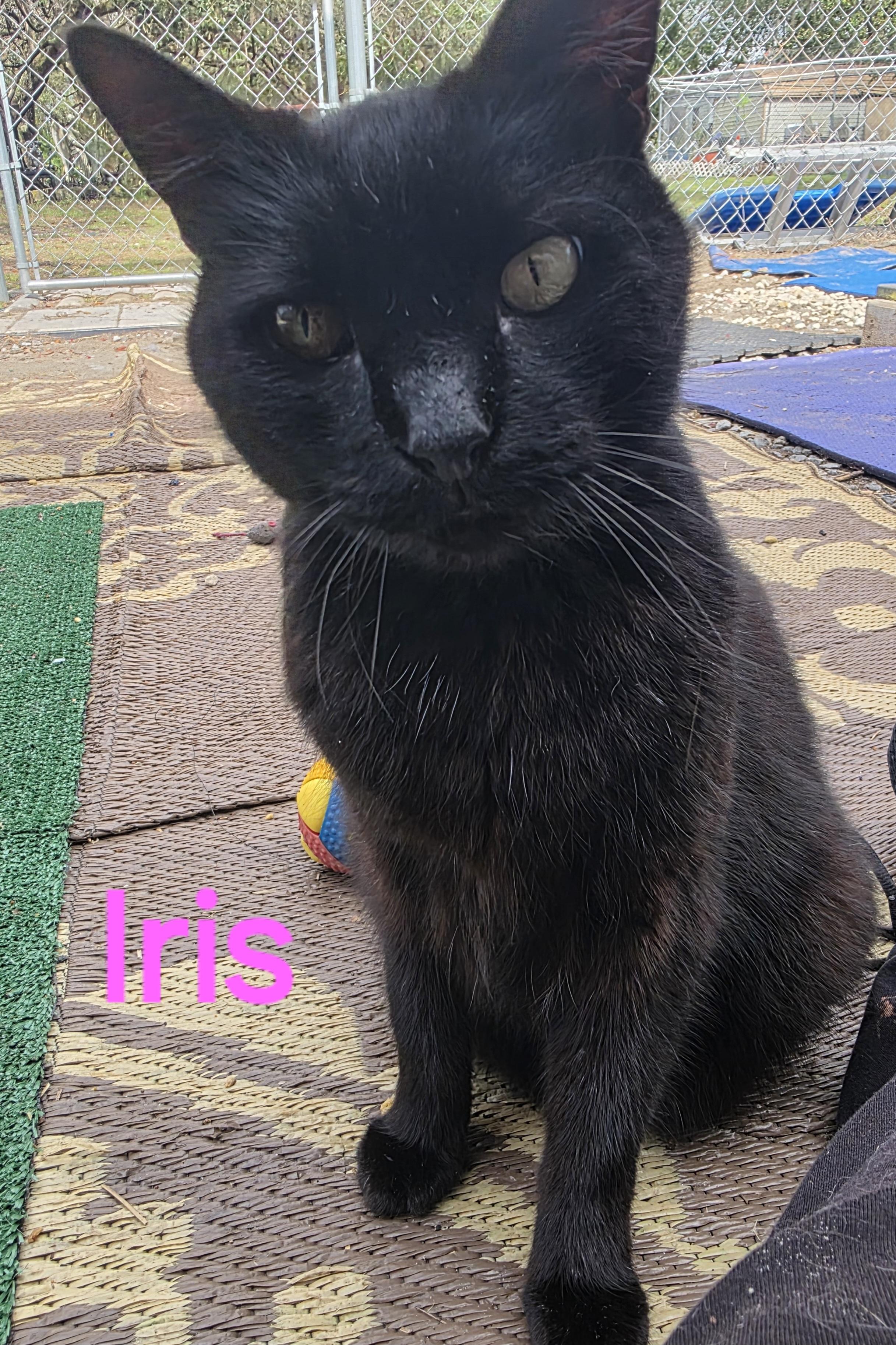 Enlarge Iris, a Adoptable American Shorthair in Spring Hill, FL image 1/1