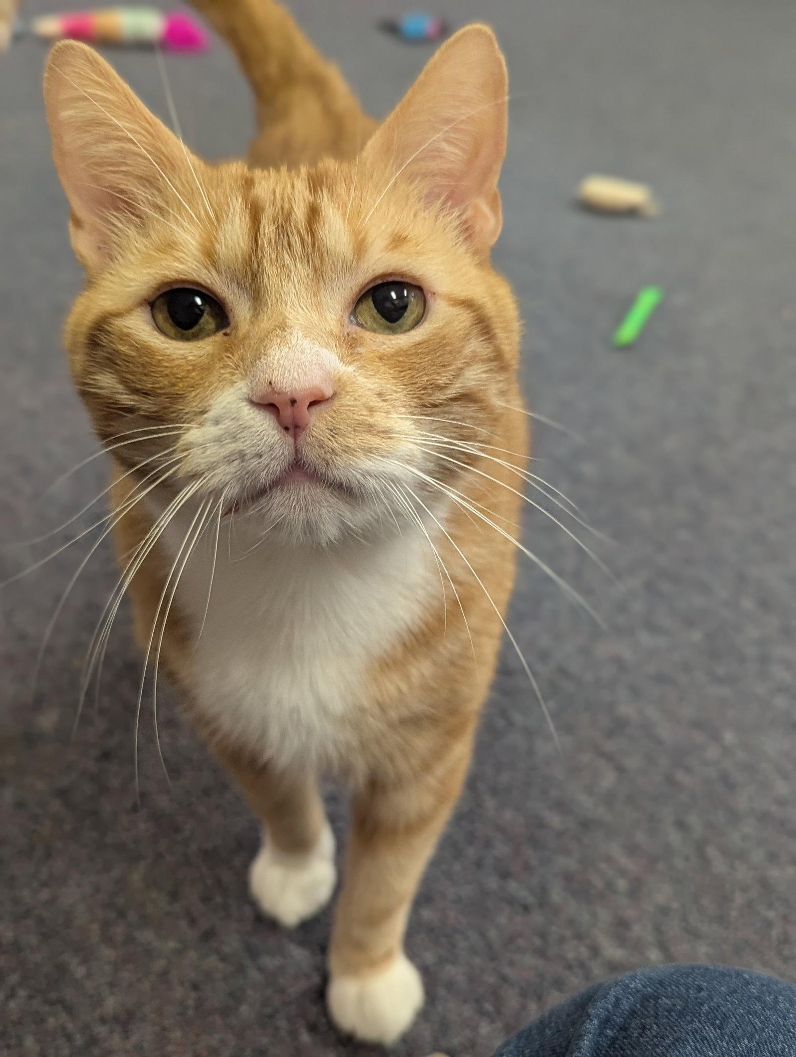 Enlarge Heathcliff, a Adoptable Domestic Short Hair in Salem, MA image 1/1