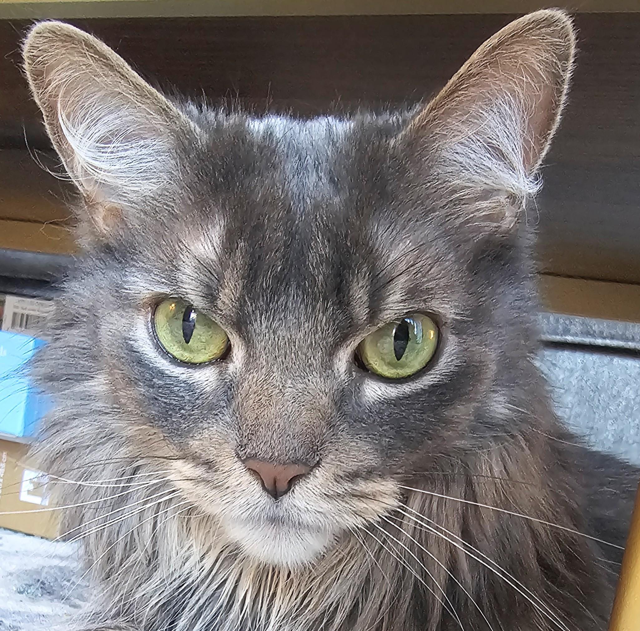 Dorian, an adopted Domestic Long Hair in Chicago, IL image 6/6