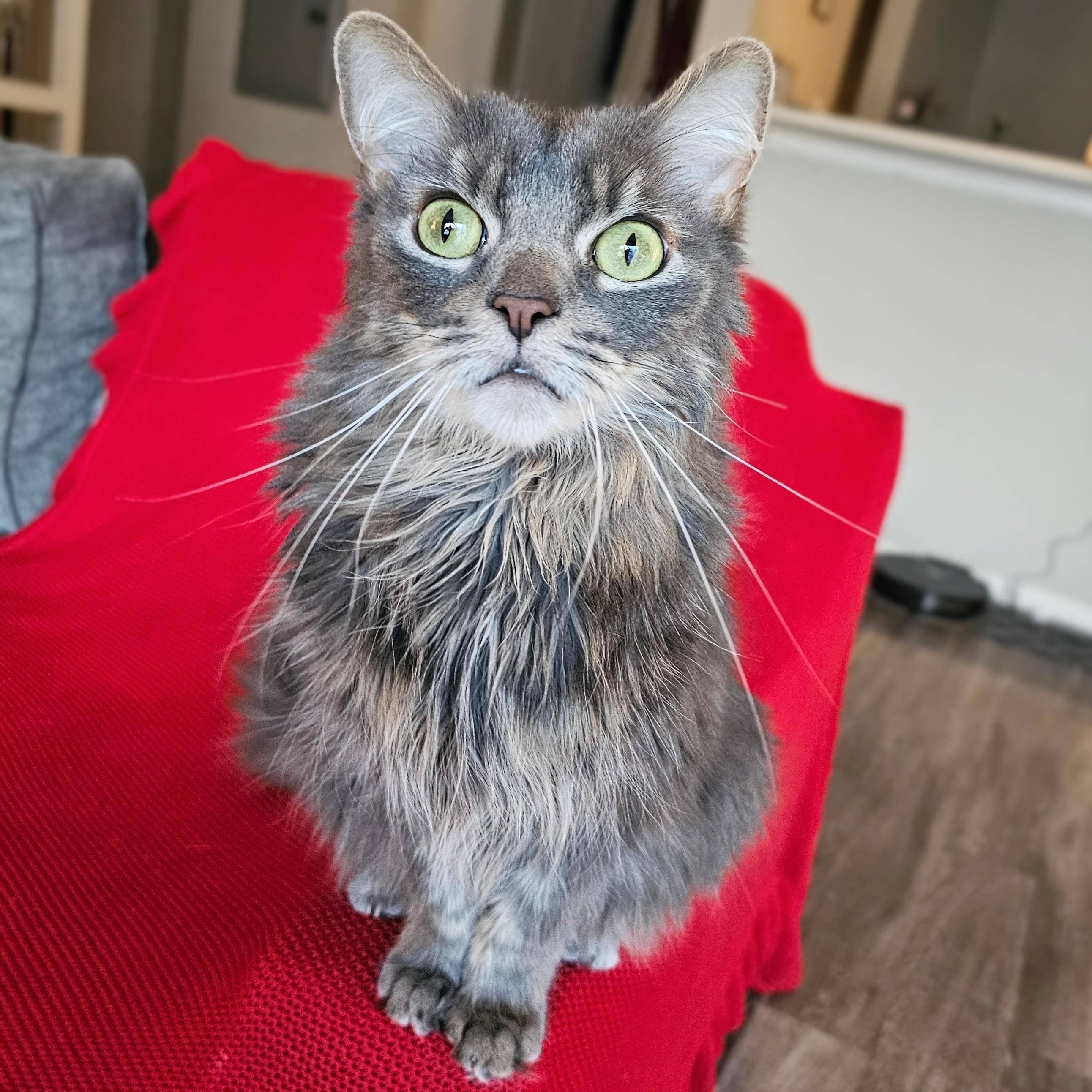 Dorian, an adopted Domestic Long Hair in Chicago, IL image 1/6