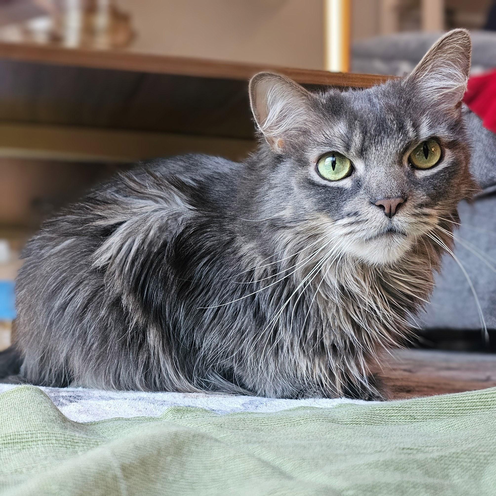 Dorian, an adopted Domestic Long Hair in Chicago, IL image 5/6