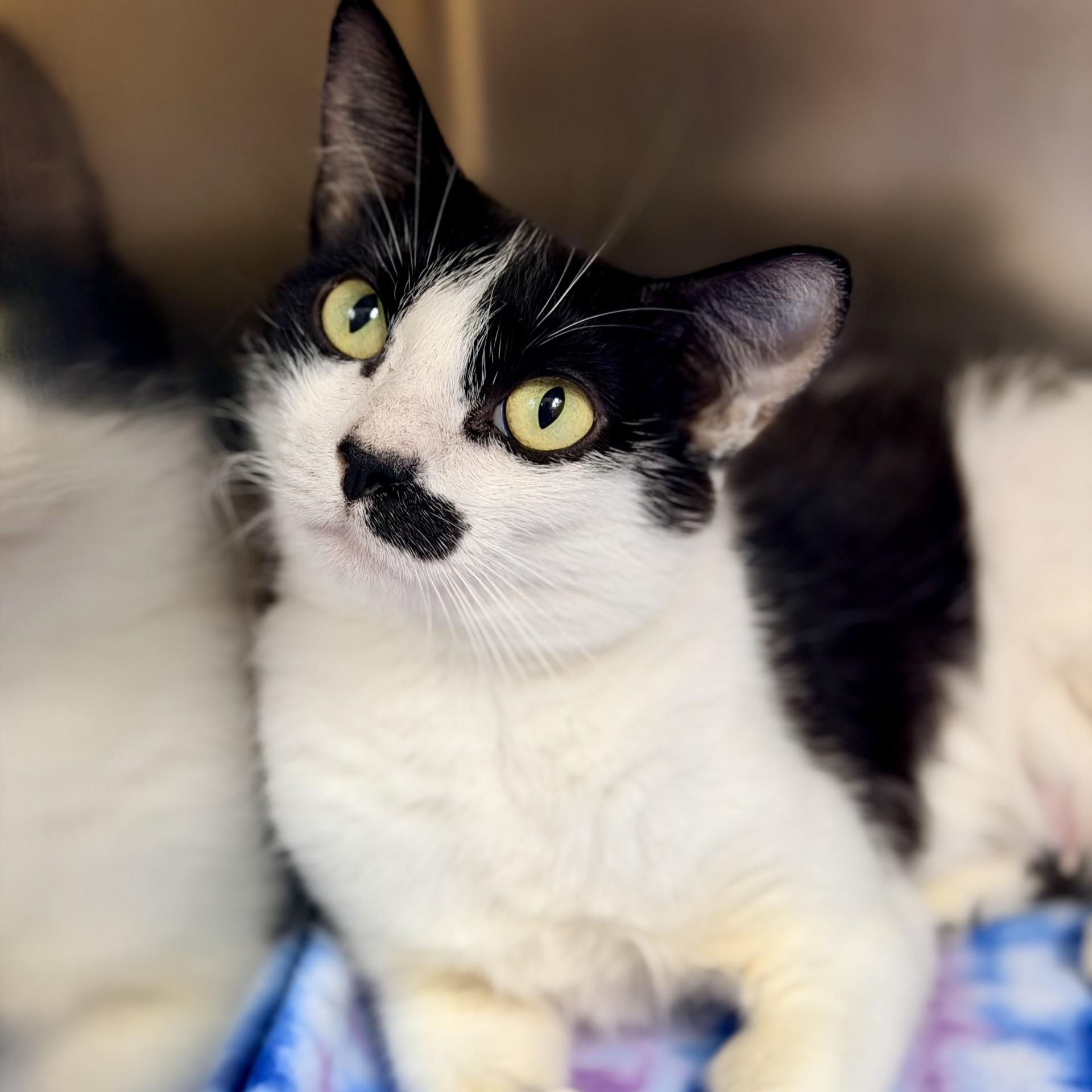 Cookie, a ADOPTABLE Domestic Short Hair in Jackson, NJ image 1/2