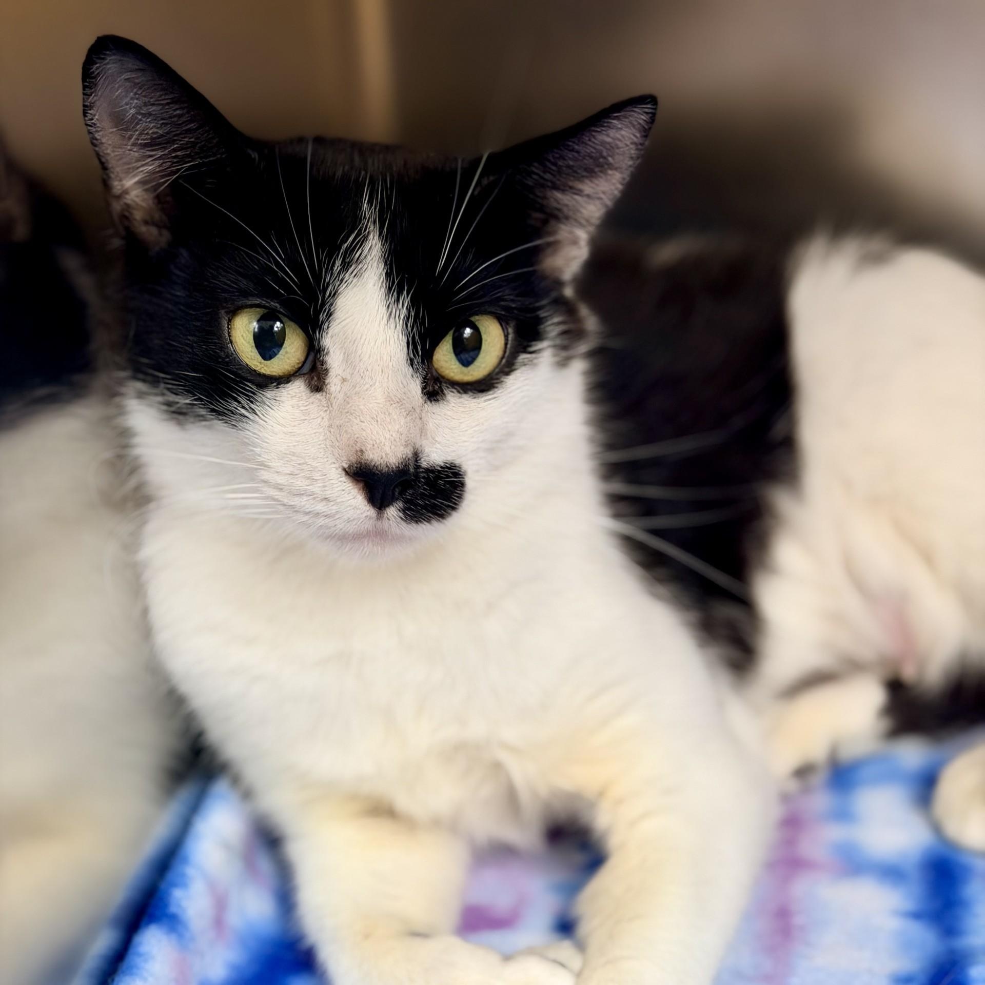 Cookie, a ADOPTABLE Domestic Short Hair in Jackson, NJ image 2/2
