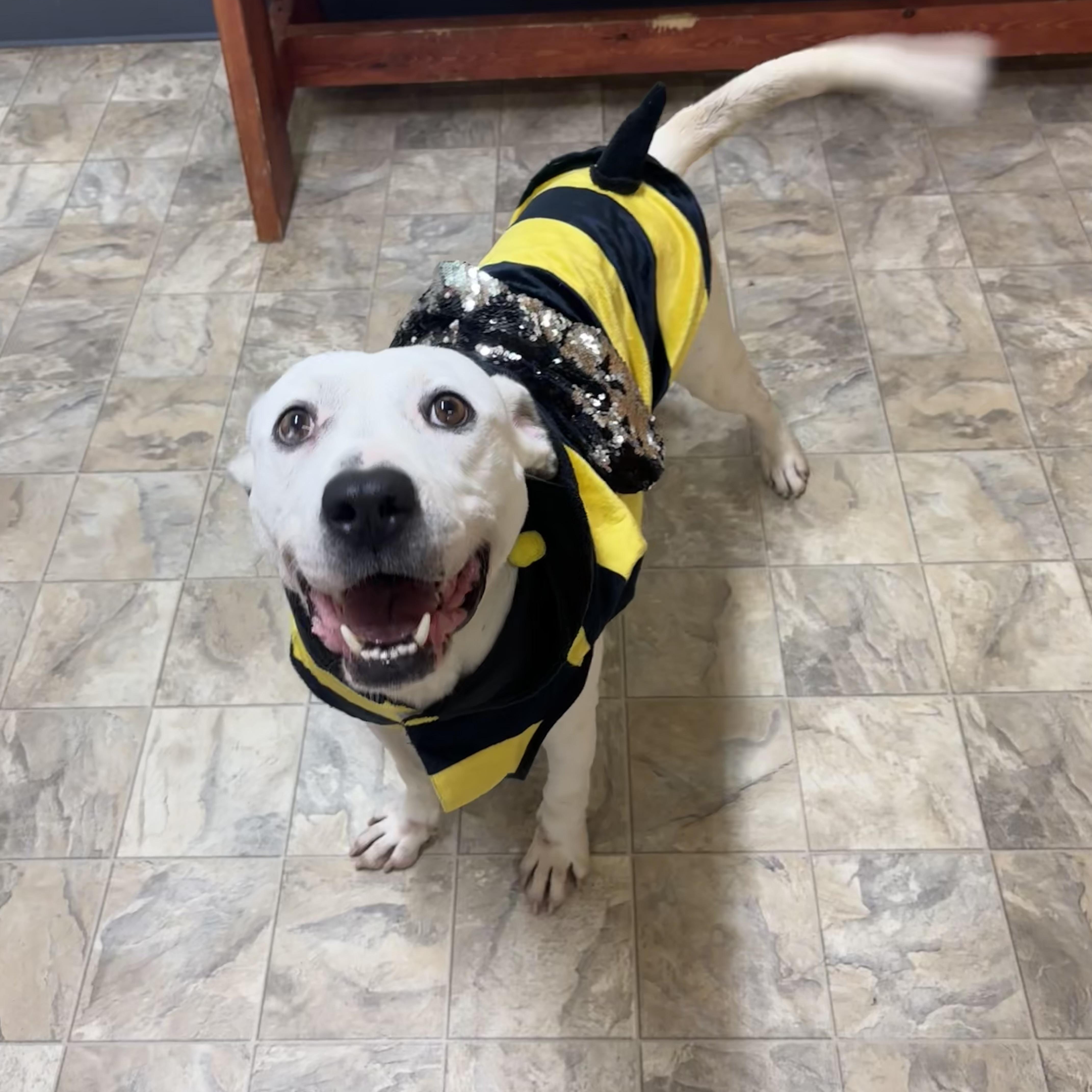 Enlarge Roman, a Adoptable mixed breed in Pilot Point, TX image 1/3