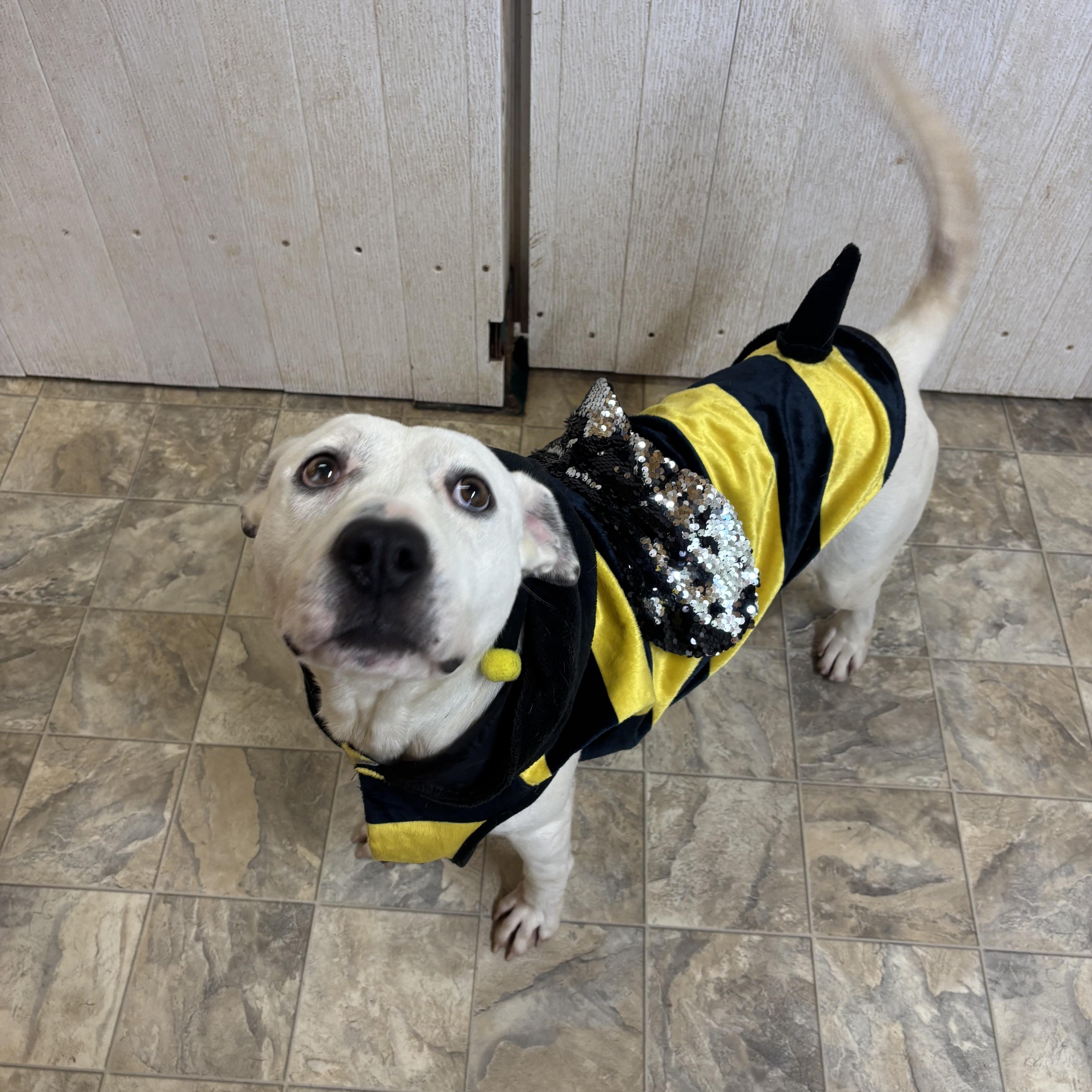 Roman, Adoptable, Adult Male Terrier.