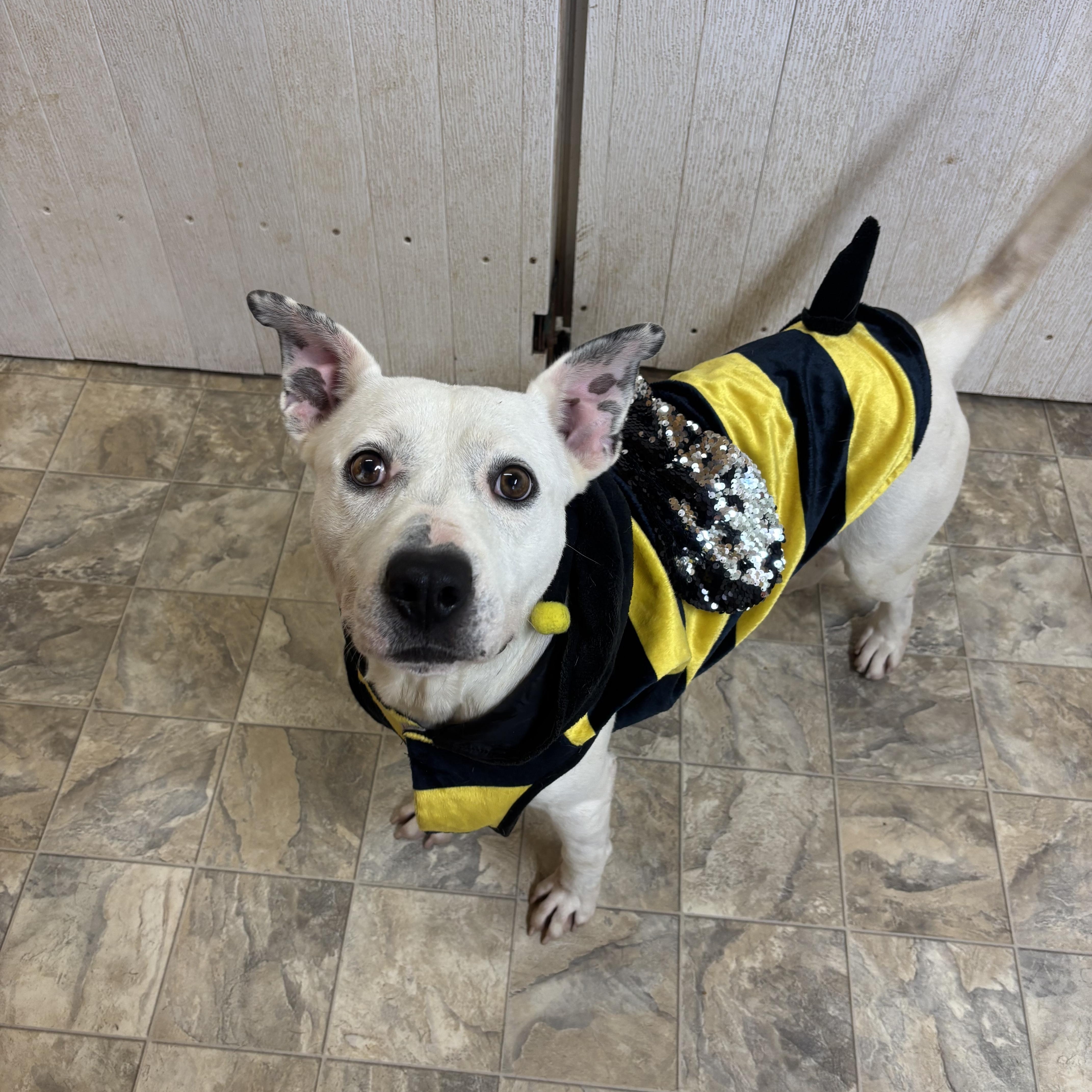 Enlarge Roman, a Adoptable mixed breed in Pilot Point, TX image 3/3