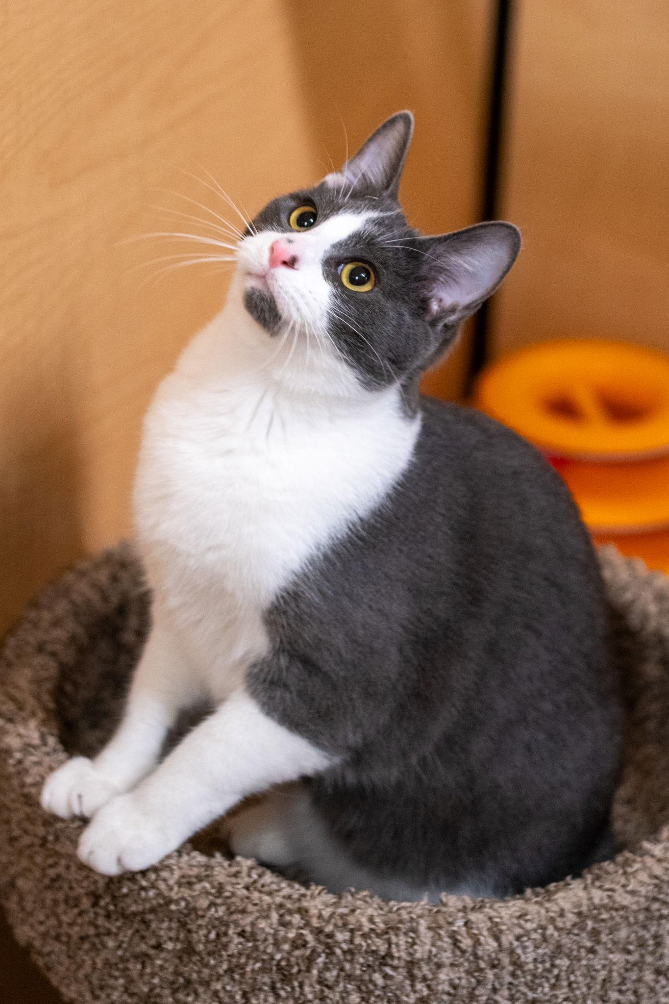 Jason Kelce, Adoptable, Young Male Domestic Short Hair.
