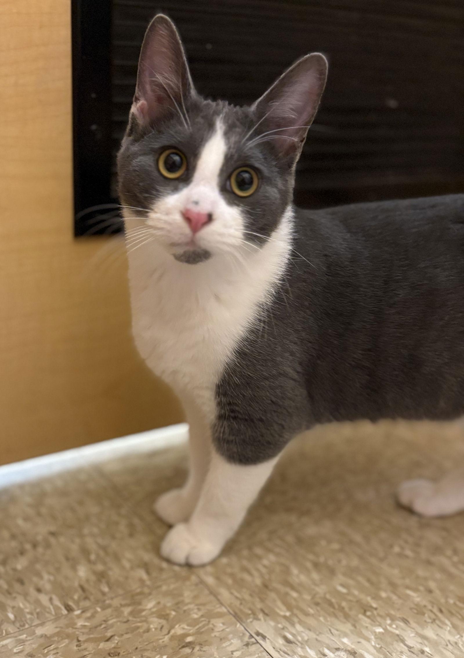 Jason Kelce, a Adoptable Domestic Short Hair in Kansas City, MO image 2/3