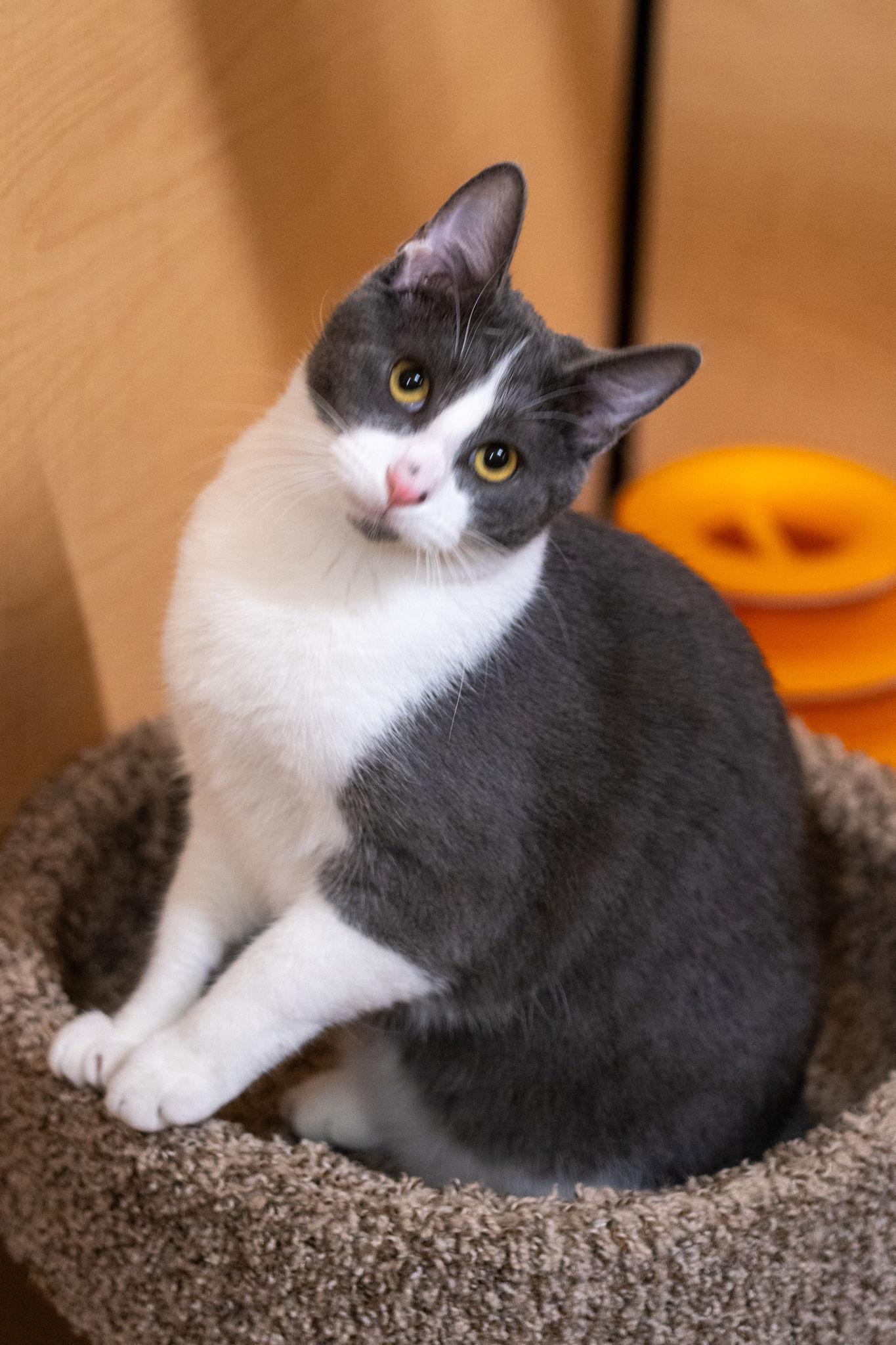Jason Kelce, a Adoptable Domestic Short Hair in Kansas City, MO image 3/3