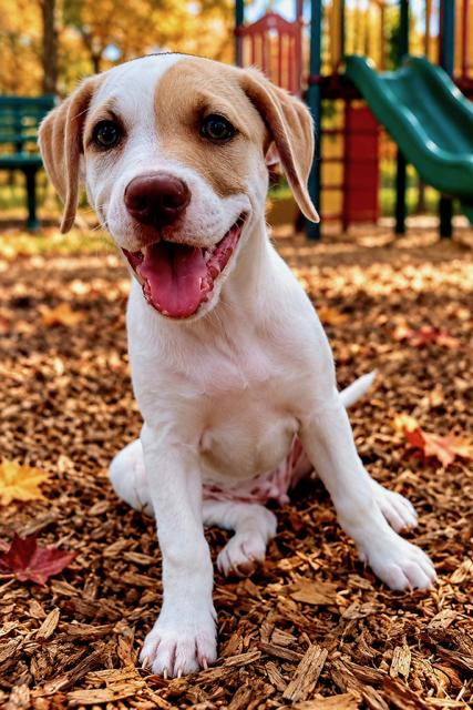 PUPPY LAINEY WILSON, Adopted, Young Female Golden Retriever & Hound.